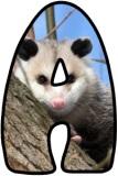 Printable Possum lettering sets for classroom display