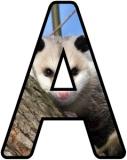 Printable Possum lettering sets for classroom display