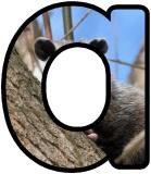 Printable Possum lettering sets for classroom display