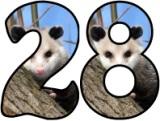 Printable Possum lettering sets for classroom display