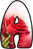 Free printable Red Rose background instant display digital lettering and number sets for classroom bulletin board display.