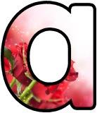 Free printable Red Rose background instant display digital lettering and number sets for classroom bulletin board display.