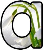 Free printable Snowdrop flower lettering for display
