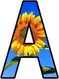 Sunflowers summer display lettering