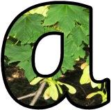 Free Printable Sycamore leaves and seeds background lettering sets.