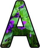 Free printable instant display digital lettering sets with a violet flower background.