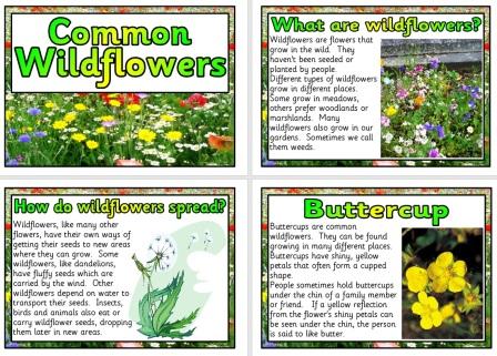 Free printable Wildflowers Science Posters