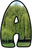 Free printable lettering sets for classroom display.  Willow tree background letters.
