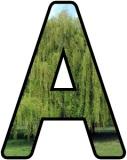 Free printable lettering sets for classroom display.  Willow tree background letters.