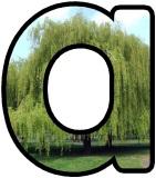 Free printable lettering sets for classroom display.  Willow tree background letters.