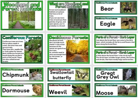 Free printable posters and vocabulary cards all about woodland or forest habitats around the world.