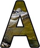 Free printable animal lettering, alligator letters for classroom display, scrapbooking, bulletin board headings.