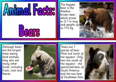 Free printable bear information cards
