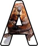 Free printable animal lettering, beaver letters for classroom display, scrapbooking, bulletin board headings.