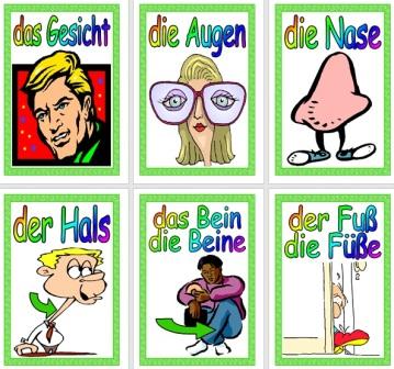 Free German Vocabulary Cards The Body