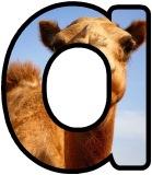 Free printable Camel background instant display lettering sets for classroom display.