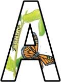 Caterpillar, butterfly life cycle background lettering for display boards