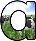 Free printable cows background instant display digital lettering sets for classroom display.
