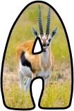 Free Gazelle  background display lettering sets