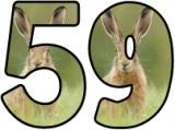 Printable Hare background display alphabet lettering set for classroom display board headings.