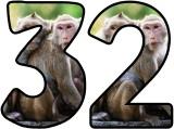 Free Monkey background display lettering sets