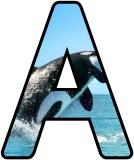 Free printable Orca, Killer Whale background instant display digital lettering sets.