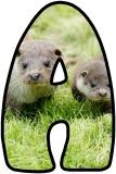 Free printable lettering sets for classroom bulletin display featuring a pair of otters for the background.