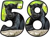 Panther background instant display lettering sets for classroom display.