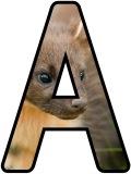 Free printable Pine Marten background instant display lettering sets.&nbsp;