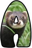 Free printable instant display lettering sets with a Polecat background.&nbsp;