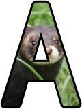 Free printable instant display lettering sets with a Polecat background.&nbsp;