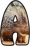 Free Printable Porcupine Background Lettering Sets for Classroom Display
