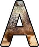 Free Printable Porcupine Background Lettering Sets for Classroom Display