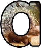 Free Printable Porcupine Background Lettering Sets for Classroom Display