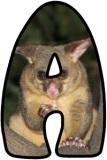 Possum background digital lettering sets for classroom display.