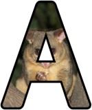 Possum background digital lettering sets for classroom display.