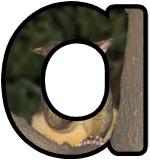 Possum background digital lettering sets for classroom display.