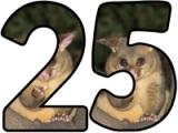 Possum background digital lettering sets for classroom display.