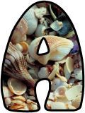 Seashell Alphabet Free printable sea shell lettering for classroom bulletin board display.