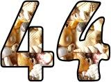 Free printable sea shell lettering for classroom bulletin board display.