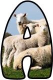 Free printable sheep and lambs background digital lettering sets for classroom bulletin board display.