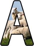 Free printable sheep and lambs background digital lettering sets for classroom bulletin board display.