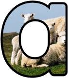 Free printable sheep and lambs background digital lettering sets for classroom bulletin board display.