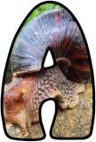 Free printable teaching resources, digital lettering sets with a Snail background.