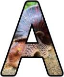 Free printable teaching resources, digital lettering sets with a Snail background.