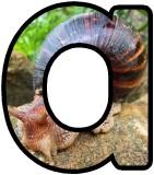 Free printable teaching resources, digital lettering sets with a Snail background.