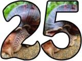 Free printable teaching resources, digital lettering sets with a Snail background.