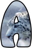 Printable classroom display lettering sets with a Snow Leopard background image.