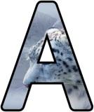 Printable classroom display lettering sets with a Snow Leopard background image.