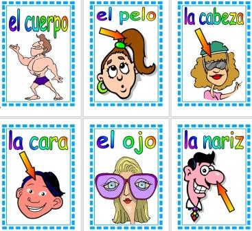 Free Printable Spanish Vocabulary Cards The Human Body